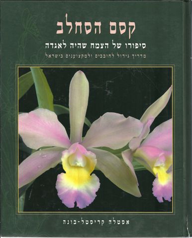 קסם הסחלב