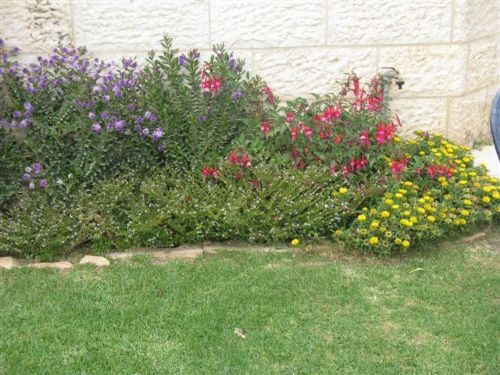 עיצוב גינה עם צמחים רב שנתיים ושיחים